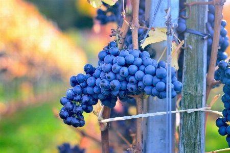 Nature branch plant grape Photo