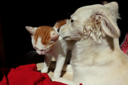 Foto Anjing satwa imut-imut cinta