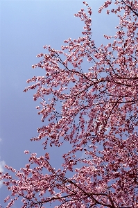 Tree nature branch blossom Photo