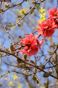 Tree nature outdoor branch Photo