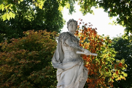 Tree leaf flower paris Photo