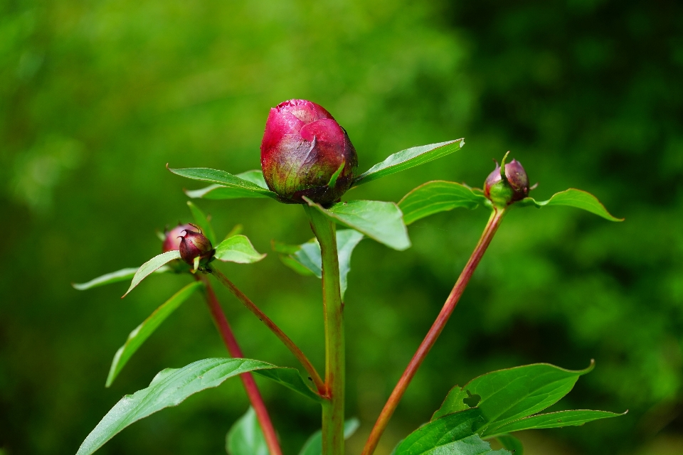 Alam mekar tanaman daun