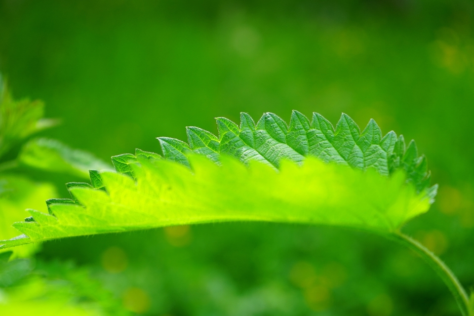 Baum natur gras zweig