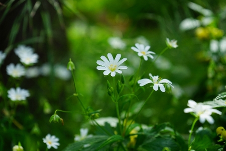 Nature grass blossom plant Photo