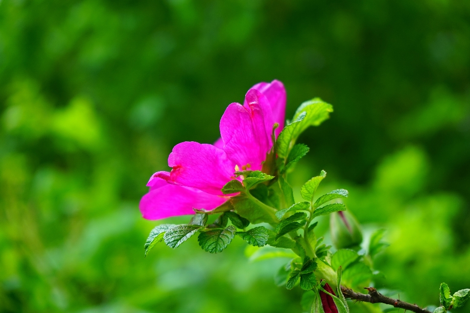 Nature fleurir usine prairie
