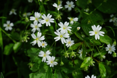 Plant white meadow flower Photo