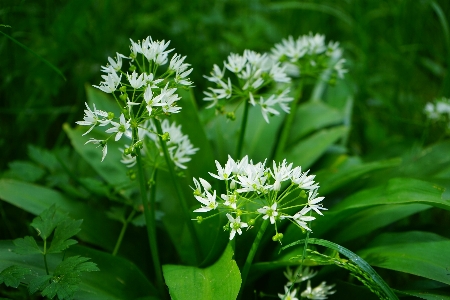 Blossom plant white meadow Photo