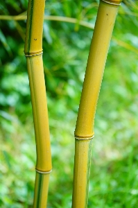 Foto Rumput cabang tanaman kayu