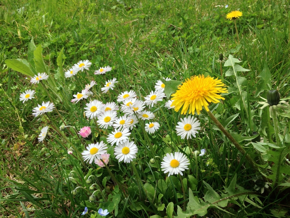 Nature grass plant field