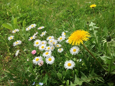 Nature grass plant field Photo