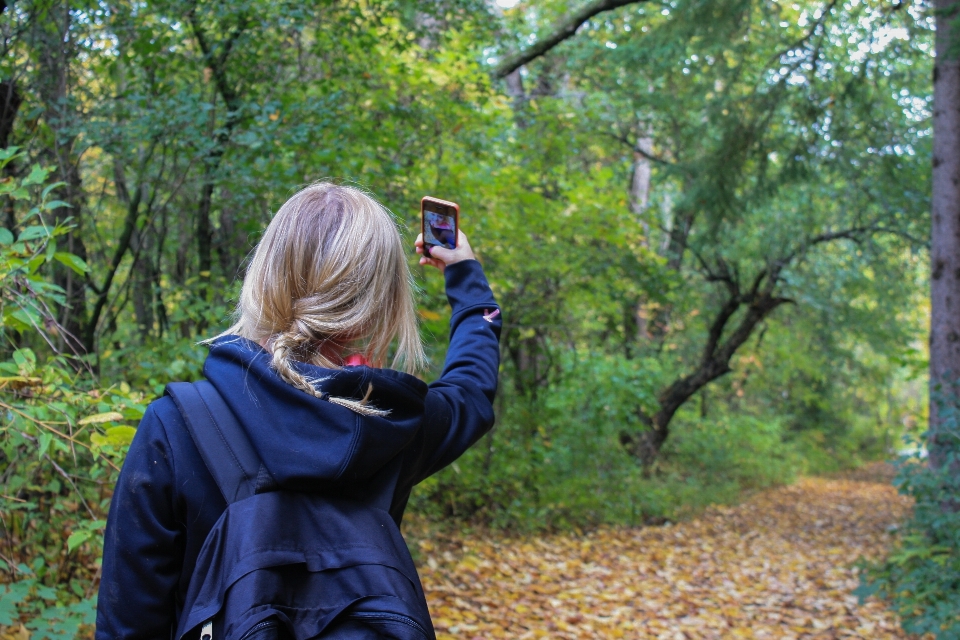 Smartphone árvore natureza floresta