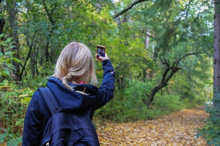 Smartphone tree nature forest Photo