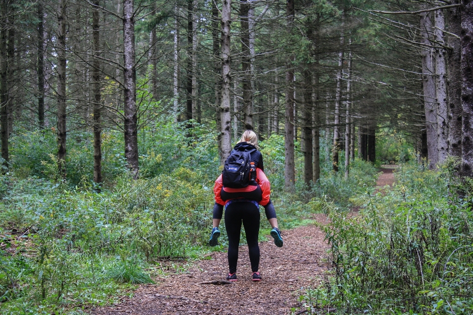 Baum wald weg wildnis
