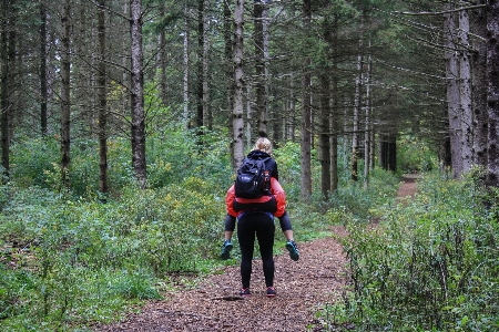 Tree forest path wilderness Photo