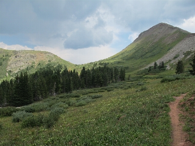 Landscape tree path grass Photo