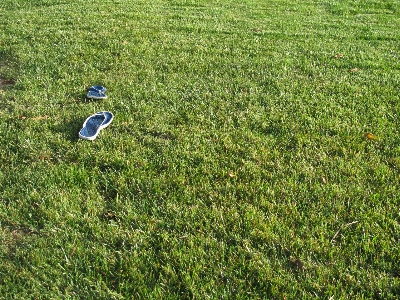 Nature grass plant field Photo