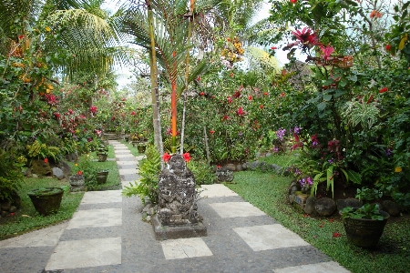 Flower walkway tropical peace Photo