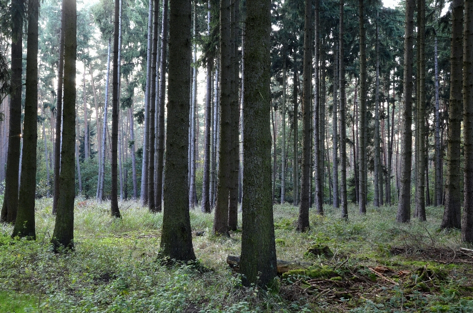 árvore natureza floresta região selvagem
