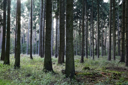 木 自然 森 荒野
 写真