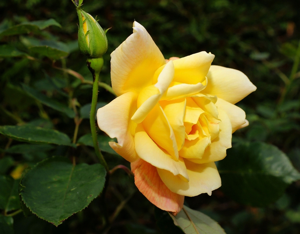 花 植物 甘い 花弁