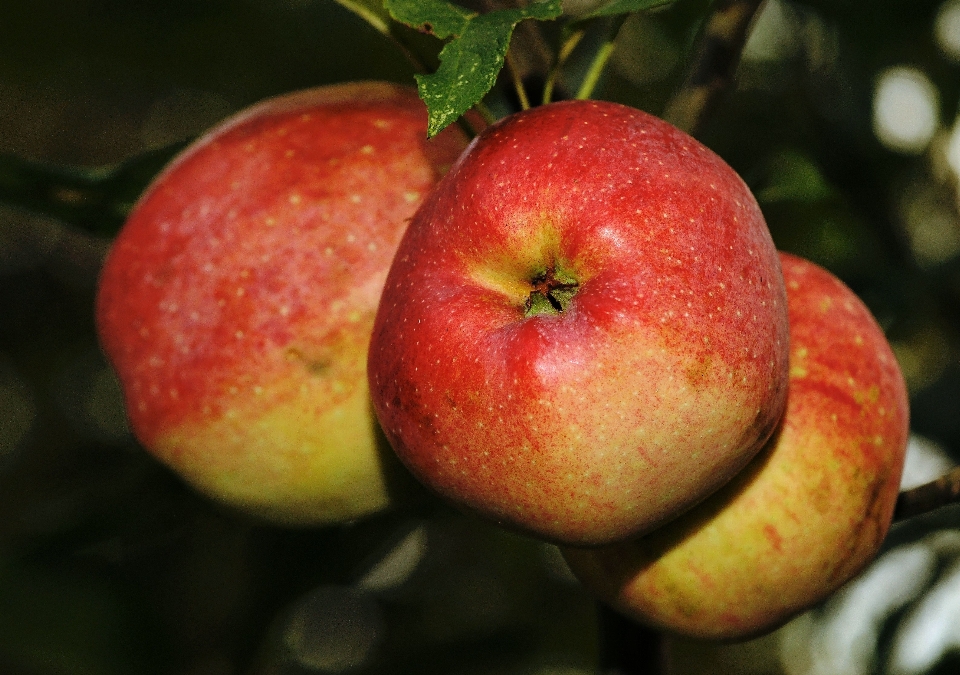 Apple plant fruit sweet