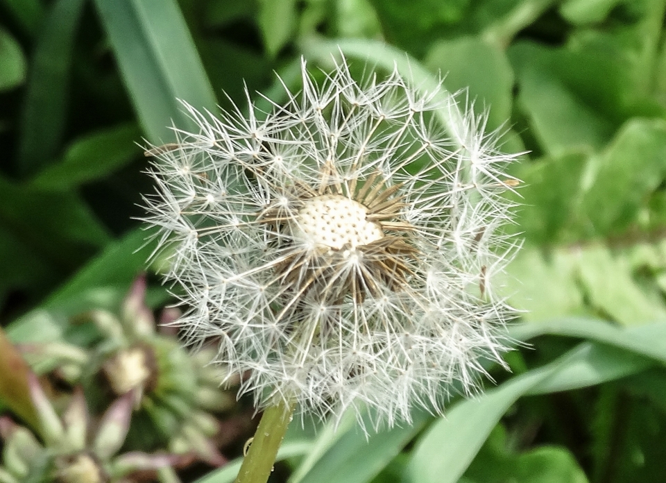 Natureza grama plantar campo