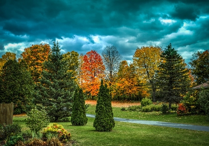 Landscape tree nature forest Photo