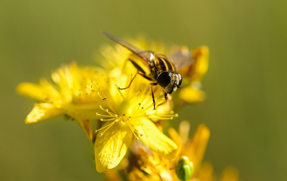 Natur blüte verwischen fotografie