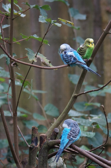 Nature branch bird wildlife