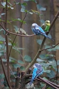 自然 ブランチ 鳥 野生動物 写真