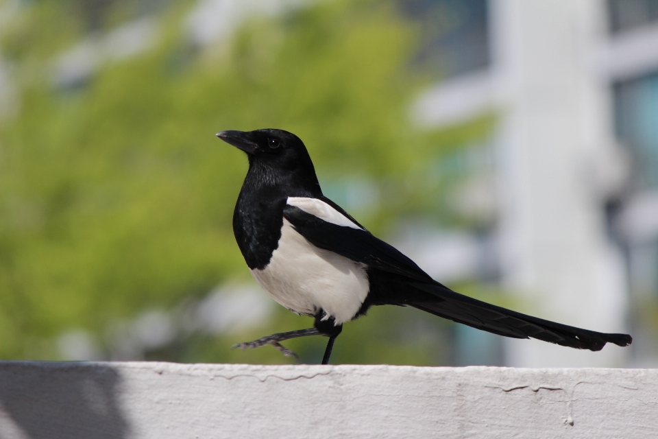 Cabang burung paruh fauna