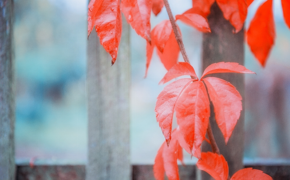 Tree plant leaf flower