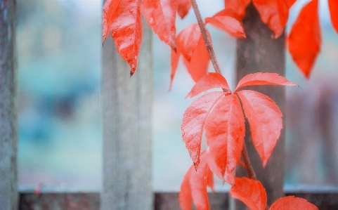 Tree plant leaf flower Photo