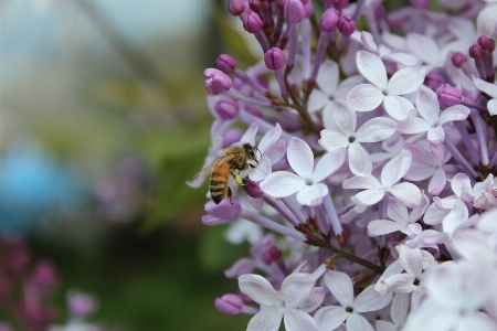 Nature branch blossom plant Photo