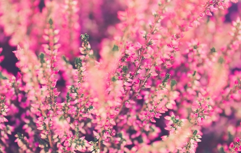 Nature blossom plant flower Photo