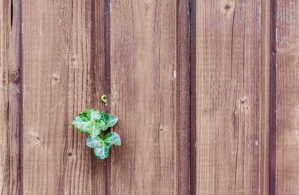 Nature plant wood leaf