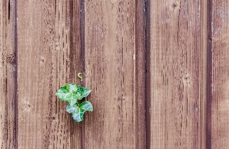 Nature plant wood leaf Photo