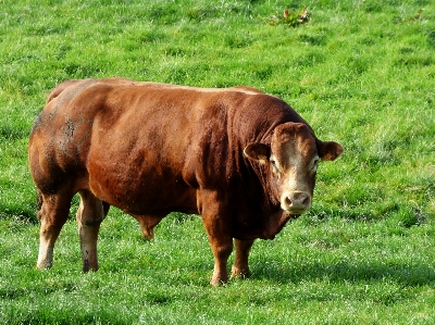 Foto Natureza grama campo fazenda