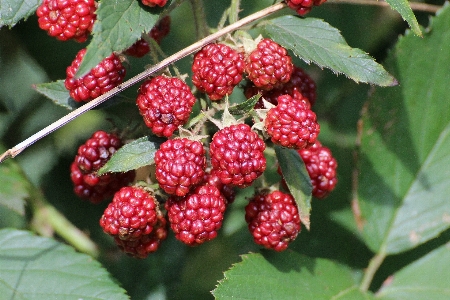 Nature plant raspberry fruit Photo