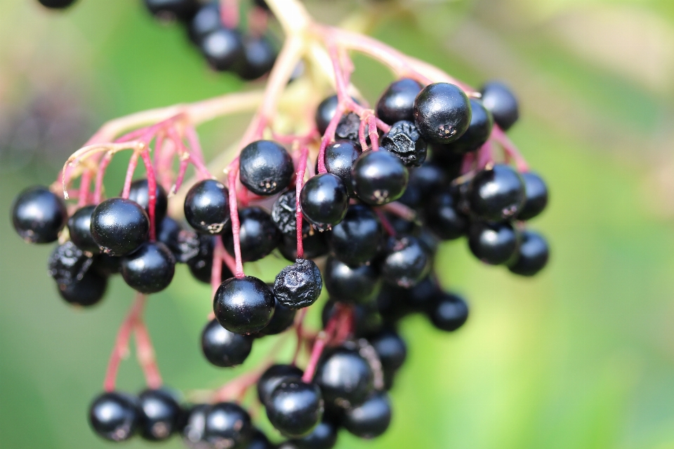 Branch plant fruit berry