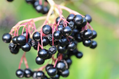 Branch plant fruit berry Photo