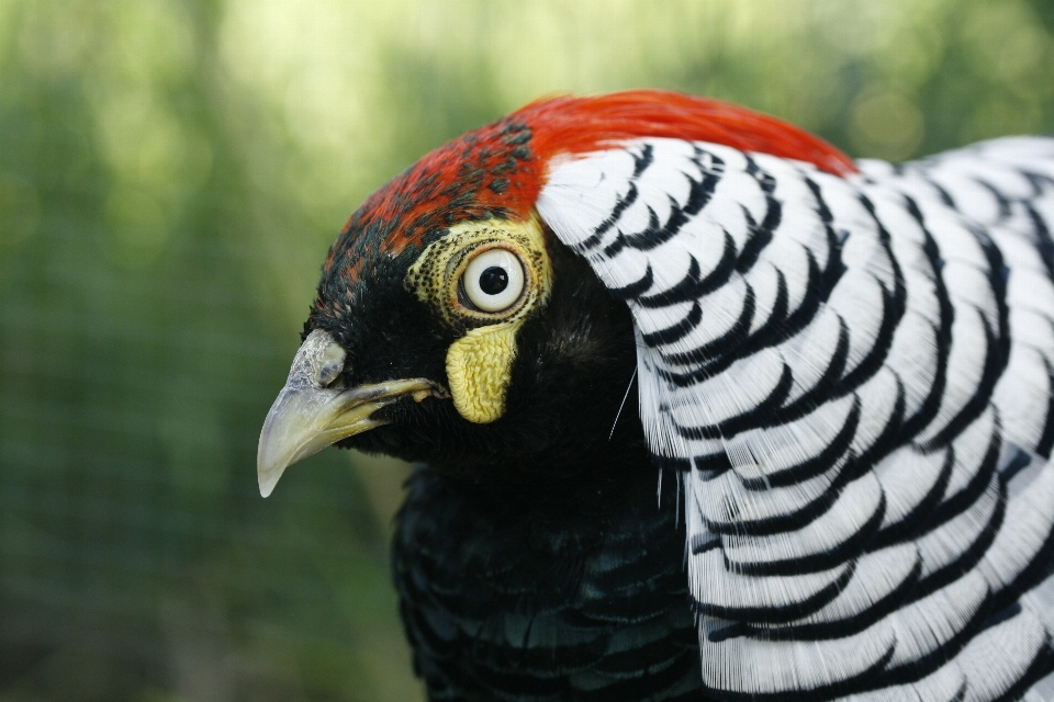 Pássaro asa animais selvagens bico