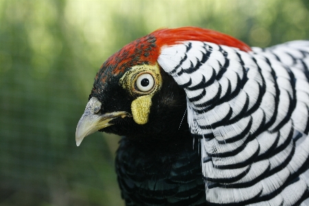 Photo Oiseau aile faune le bec