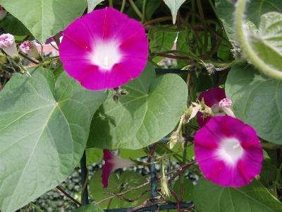 Blossom plant flower petal Photo