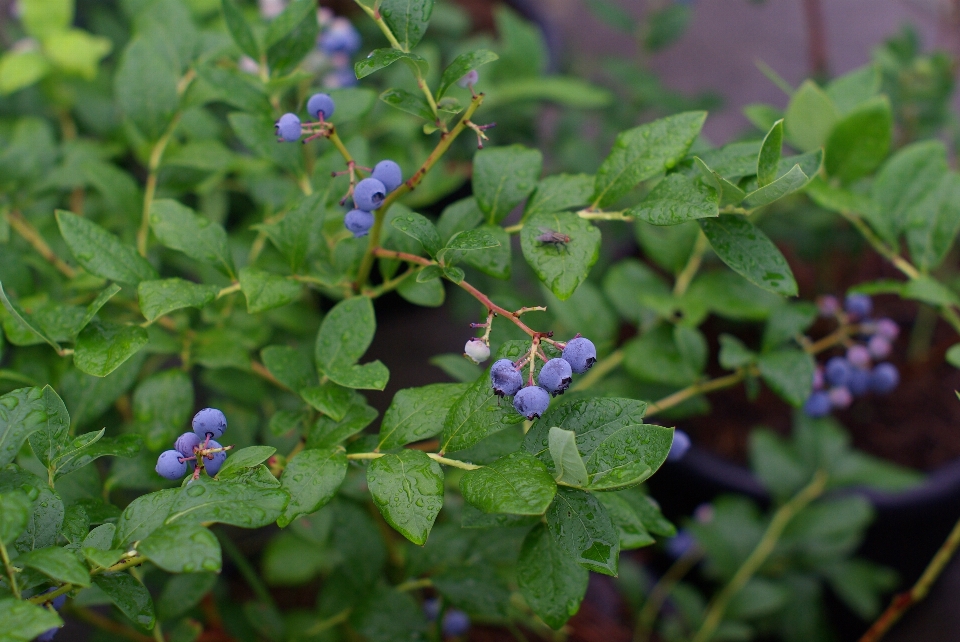 Anlage frucht beere blatt