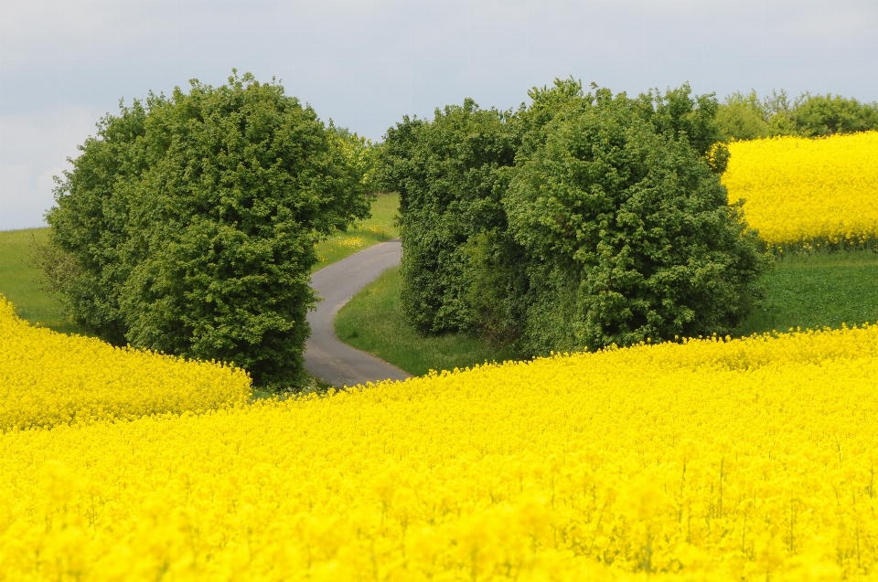 Paysage nature usine champ