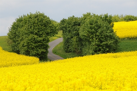 Landscape nature plant field Photo