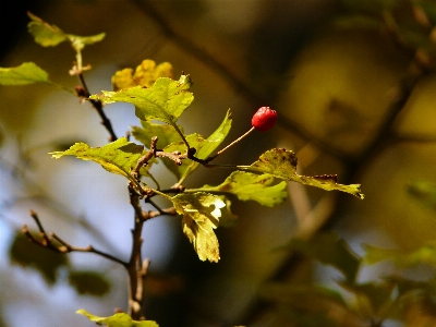 Tree nature forest outdoor Photo