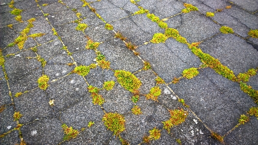 Grass plant ground texture Photo