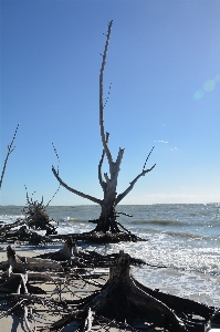 Beach sea coast tree Photo